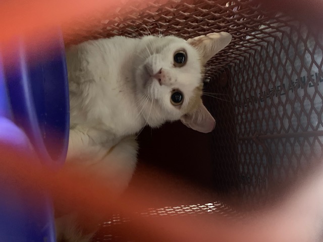 한빛동물병원_411303202300400